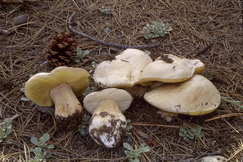Boletus barrowsii